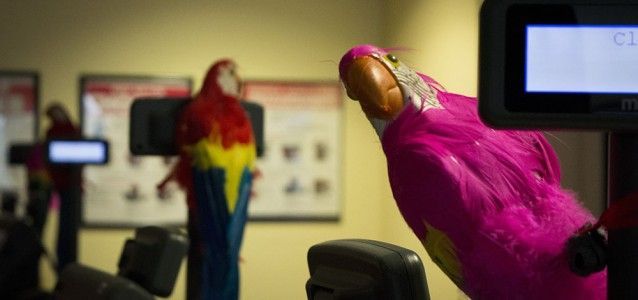 Fake parrots were lined up on the registers. Photo by Janelle Clausen.