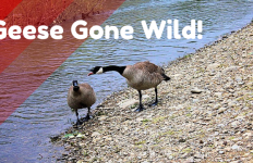 Geese Gone Wild!
